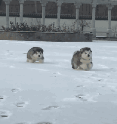 阿拉斯加犬小时候，狗一般有几个月就长成大狗了（毛茸茸的一团太可爱了吧）