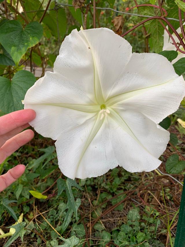 牵牛花种子种植时间和方法，秋季买点牵牛花种子种土里