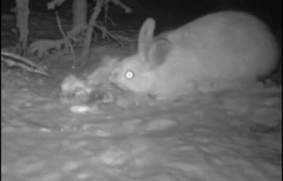 野兔和家兔的区别，家兔和野兔的区别（兔子软萌的外表下）