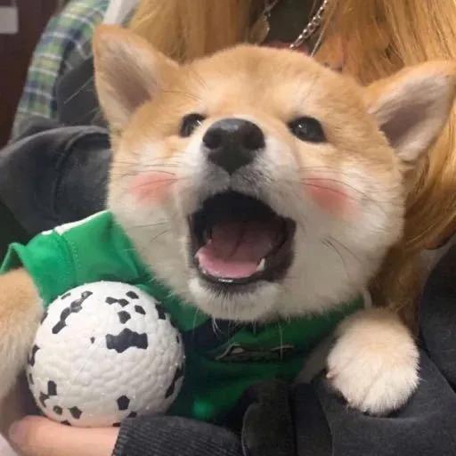 可可爱爱没有脑袋。，可可爱爱没头脑袋微信（可可爱爱没有脑袋的可爱头像）