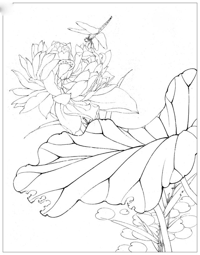 工笔荷花白描，高清工笔荷花白描 110幅