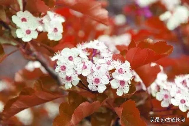 棠棣花的象征意义，棠棣花的花语（每天多认一个字：棠棣 ）