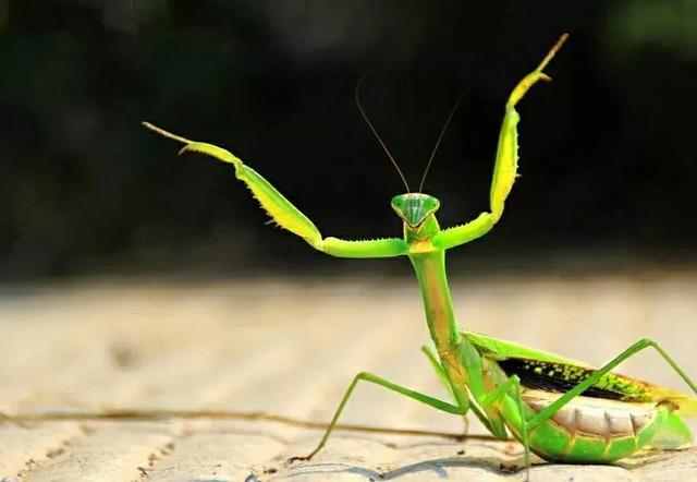 蚂蚱会叫吗（农村常见的几种蚂蚱）