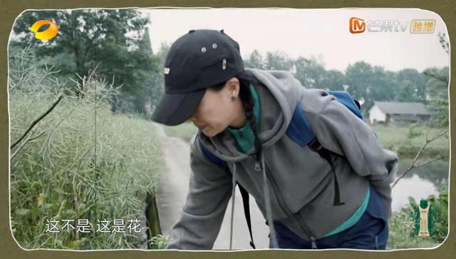 向往的生活彩灯是什么品种，向往的生活里的彩灯是什么动物（那英成《向往的生活》最“炸场”嘉宾）