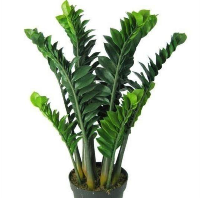 金钱树禁忌摆放位置，客厅金钱树摆放位置（否则植株长势瘦弱）