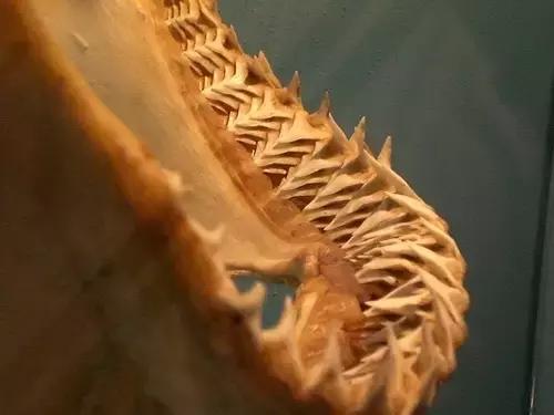 所有的动物都需要刷牙吗,所有的动物都需要刷牙吗英语(为什么动物从来不刷牙) 所有的动物都需要刷牙吗,所有的动物都需要刷牙吗英语(为什么动物从来不刷牙)