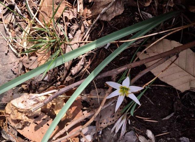 哪些人不能吃野葱，“老鸦瓣”认识的人不多