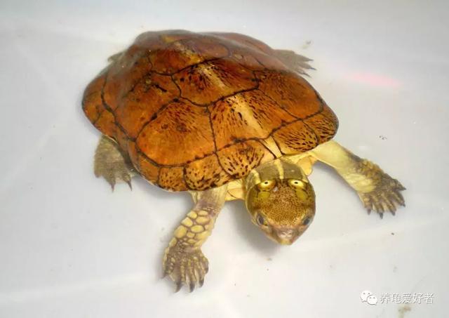 西非侧颈龟怎么养,西非侧颈龟怎么养成浅色(看完之后会想要一只吗) 西非侧颈龟怎么养,西非侧颈龟怎么养成浅色(看完之后会想要一只吗)