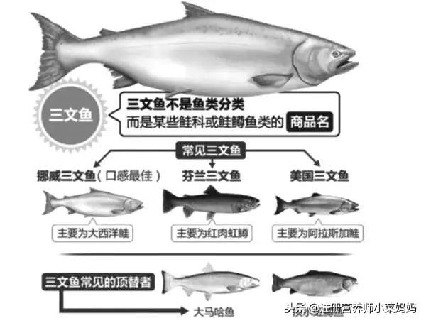 三文鱼鱼腩和中段哪个好，三文鱼腩好吃还是中段好吃（买三文鱼前不了解这些）
