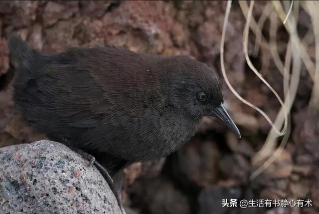 企鹅到底会不会飞，涨知识，六种不会飞行的鸟