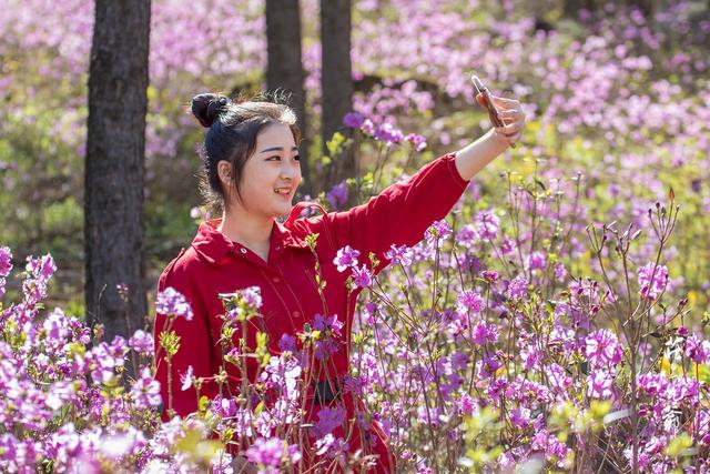 映山红和杜鹃花的区别，映山红和杜鹃花的区别是什么（红杜鹃、映山红、金达莱）