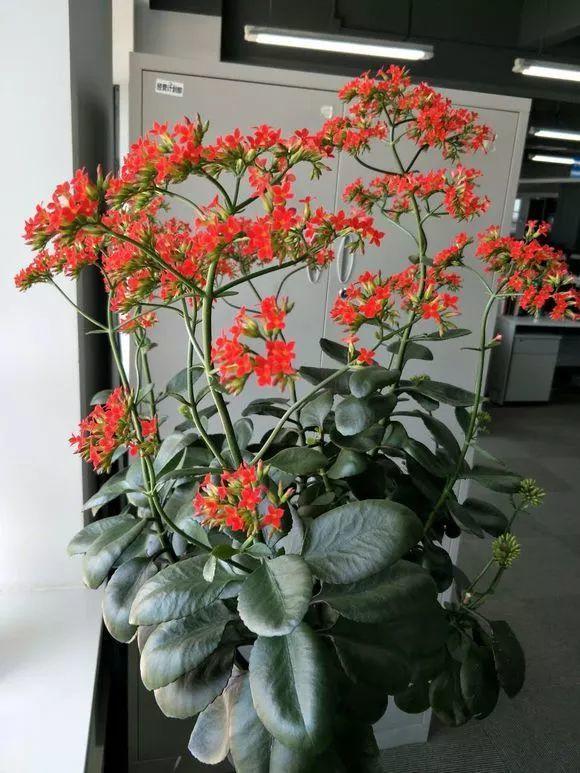 最漂亮的棒棒糖图片，如何画出漂亮的棒棒糖（长寿花半年养成“长寿树”）