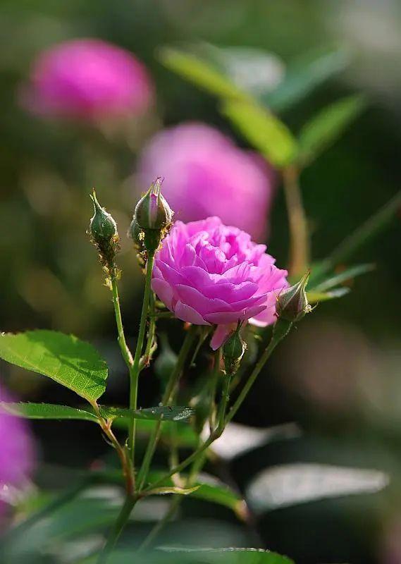 野蔷薇花语，野蔷薇花语浪漫悔过（我靠这份“栽培秘笈”花满阳台）