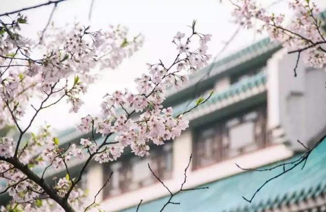 关于樱花的诗句，关于樱花的诗句有哪些（诗词鉴赏-岁岁樱花树树春）
