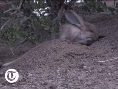 大象的耳朵有多大，大象的耳朵有多大图片（你绝对想不到是它）