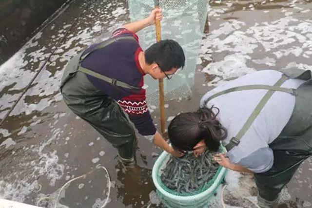 南美白对虾最新养殖技术，南美白对虾养殖技术要点（怎么样才能养出高品质的南美白对虾呢）