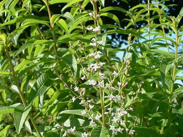 柠檬薄荷好养活吗 养柠檬薄荷哪些是要注意的,柠檬薄荷好养活吗(5种