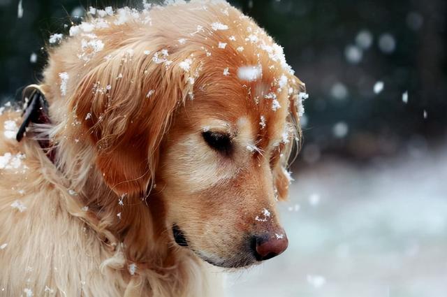 大巴可以带宠物吗，坐大巴车可以带宠物吗（大巴可以托运狗狗吗）