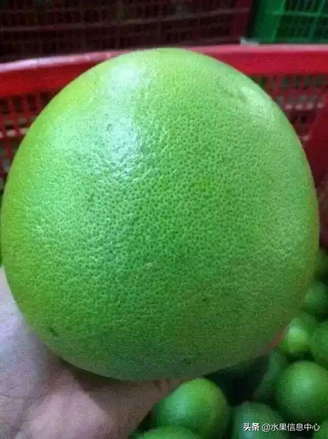 醋柳果的功效与作用，醋柳果的功效与作用及禁忌（国内有哪些小众特色水果）