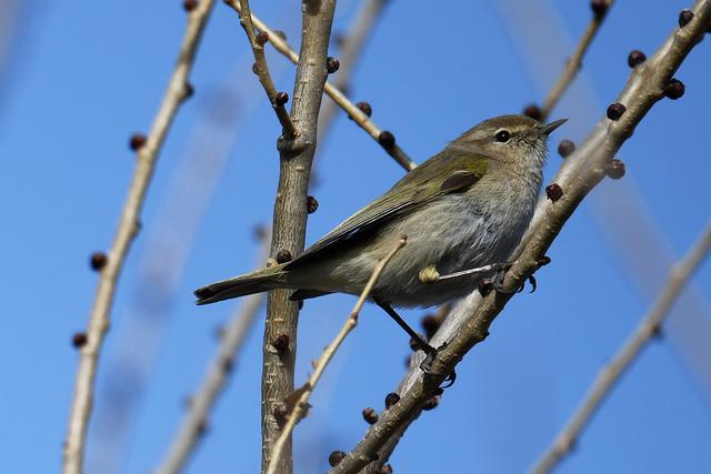 水鸡是什么，水鸡是什么车（西方秧鸡、叽咋柳莺......）