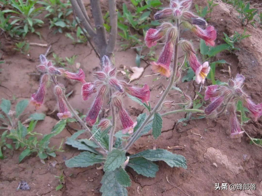 种植什么药材前景好(什么药材种植前景最好)