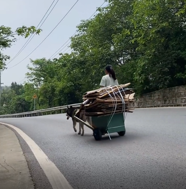 哈士奇怎么养，哈士奇怎么养胖（这才是哈士奇的正确饲养方法）