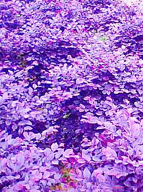 红花继木，红花檵木～娇颜耀芳丛（红花继木）