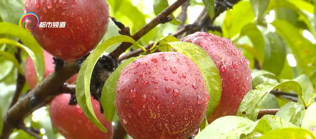 油桃季节是几月份，油桃在几月份成熟（又甜又水，是初夏的味道）
