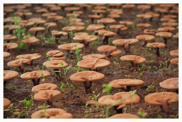 灵芝功效和禁忌，灵芝功效与作用及禁忌（灵芝是食品还是药品）