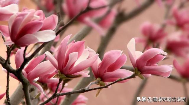 玉蘭花花語,帝王玉蘭花花語(試問春風何處好)