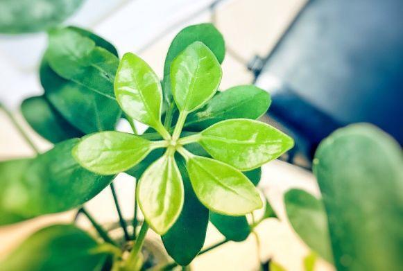 观音莲的花语，观音菩萨与莲花的寓意（守护你的小幸福）