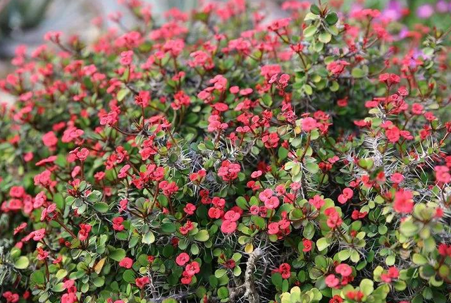 每月什么花开，每月什么花开写一个作文（23种开花植物）