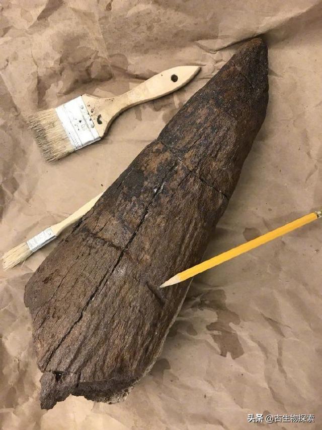 triceratops，triceratops是什么恐龙（三角龙能反杀霸王龙）