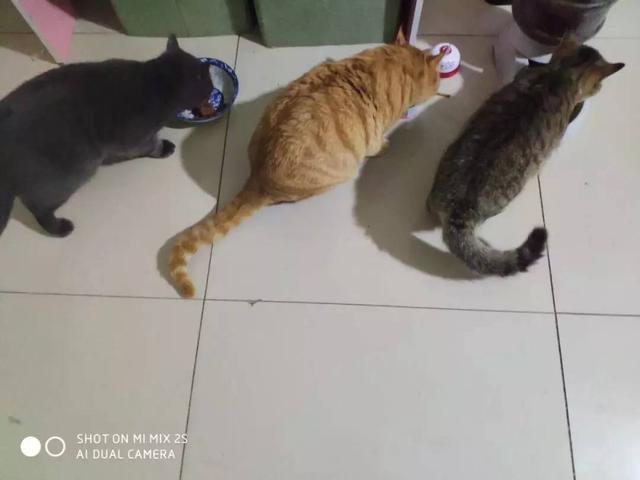 故宫最胆小御猫，我们只是惊呼是不够的
