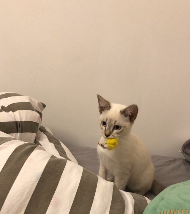 怎么确定猫认主人了，怎么确定猫认主人了猫咪能听懂话吗（猫咪最“看重”的东西）