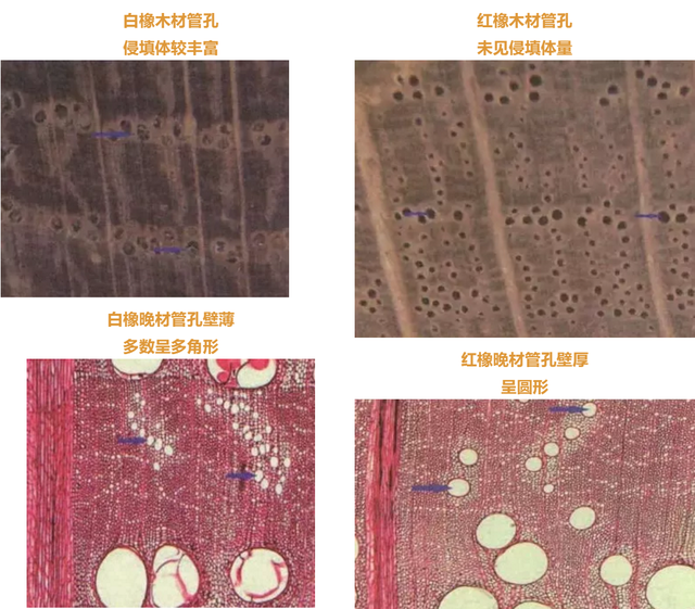 美国红橡木，美国红橡木图片（2000元买红橡实木床担心假货）