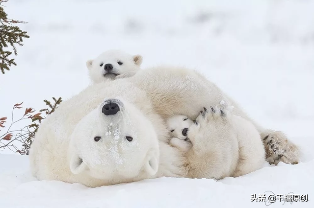 狼牙什么属相的人不能佩戴，不适合带狼牙的属相（这5种动物首饰你还敢戴）
