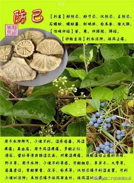 常见中草药图谱，中草药经典图谱（让你知道常用药都长啥样）