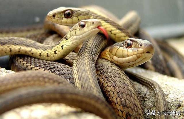 蛇怎么爬行，蛇怎么爬行的优美描写（大家喜欢蛇这种爬行动物吗）