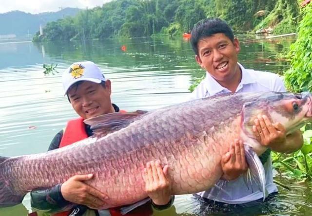 邓刚东江钓巨青是表演,还是真实的野钓实况