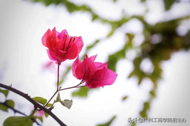 广州工商学院教务网，广州工商学院（广州工商学院普通专升本）