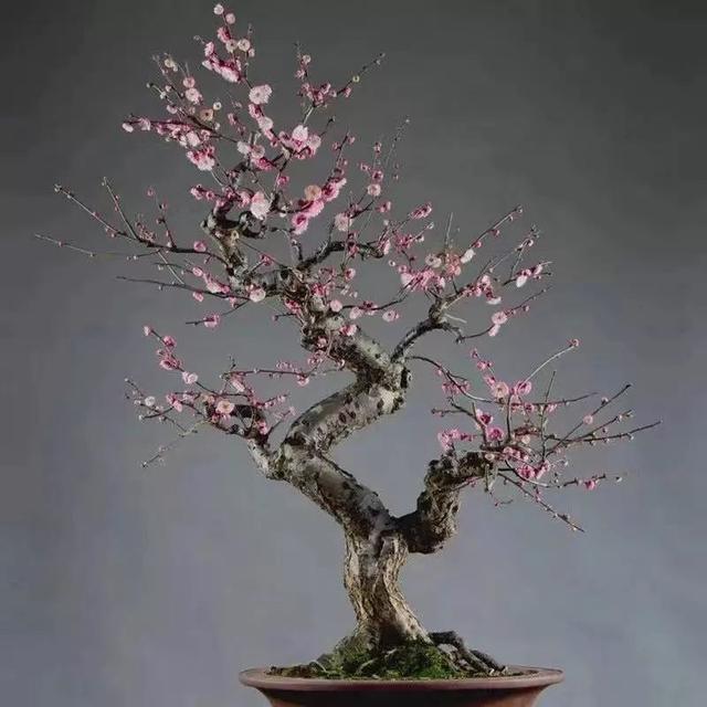 我国国花是什么花，中国国花是什么花（中国国花是什么花）