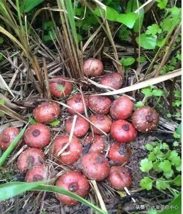 醋柳果的功效与作用，醋柳果的功效与作用及禁忌（国内有哪些小众特色水果）