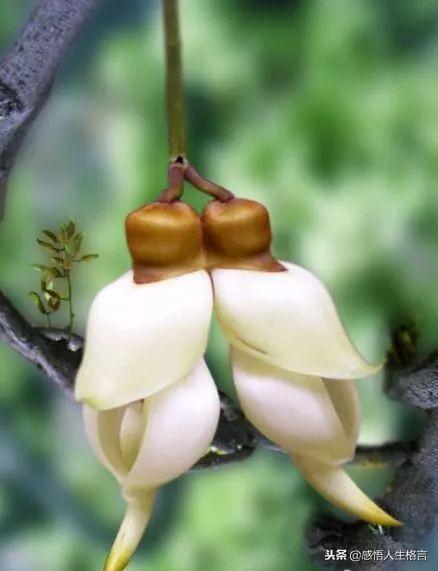 七色堇花语是什么，七色堇花语和传说（这些奇花异草太美了）