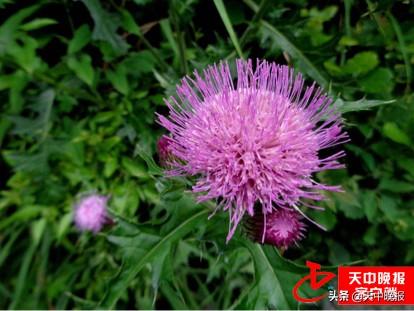 刺儿茶的功效与作用，刺儿茶的功效与作用及副作用（春天的馈赠 常见野菜大全）