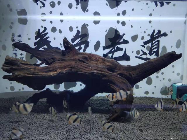 鱼缸水发黄怎么办，鱼缸里的水发黄怎么办（对付鱼缸黄水我就是这么做的）