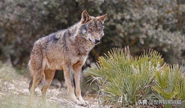 群居动物有哪些(老虎如果像狮子一样发展成群居动物)