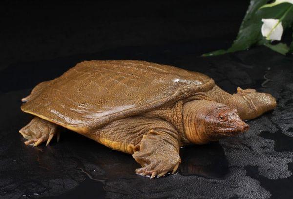 国家一级保护动物乌龟图片