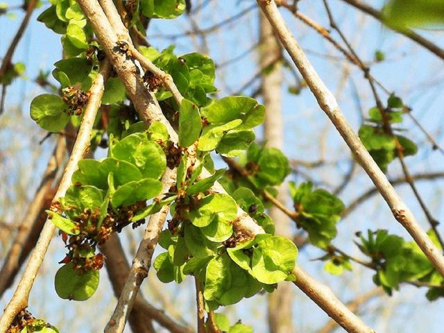 岑参的一首诗，短短28字巧妙呈现千年前凉州城的春天