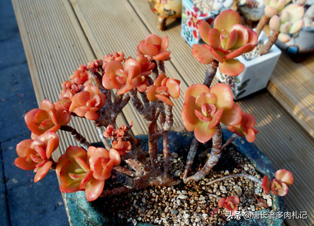 傲雪凌霜——养一棵多肉红梅，梅花的简介资料